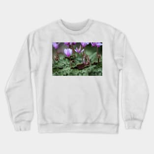 Cyclamen hederifolium (ivy-leaved cyclamen) Crewneck Sweatshirt